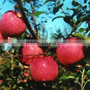 New Arrival Chinese Fresh Red Apple Red Qinguan Apple With Best Price thumbnail-3