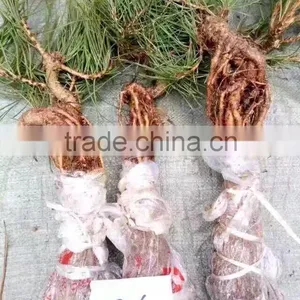 Pinus Thunbergii Parl. Black Pine Seedlings thumbnail-5