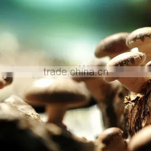 Fresh Shiitake thumbnail-2