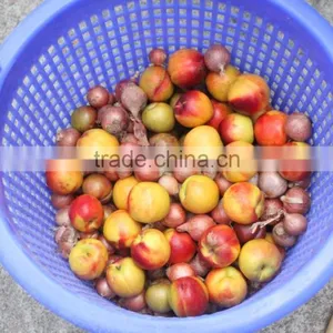 OG-606 CE Qualified Vegetable and Fruit Sorting Machine thumbnail-6