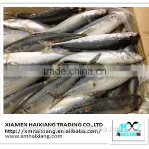 Frozen Mackerel Prices thumbnail-2
