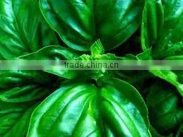 Basil Oil Wholesalers,Natural Basil Oil thumbnail-6