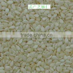 White Sesame Seed Processing Machinery for Ethiopia thumbnail-1