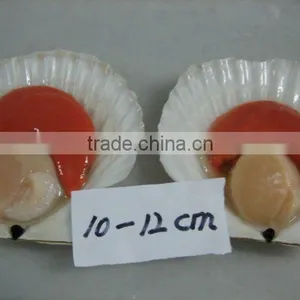 Frozen Scallops(half Shell),IQF thumbnail-1