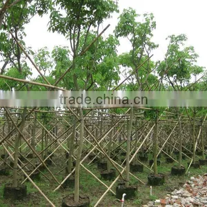Cassia Fistula Outdoor Tropical Trees thumbnail-1