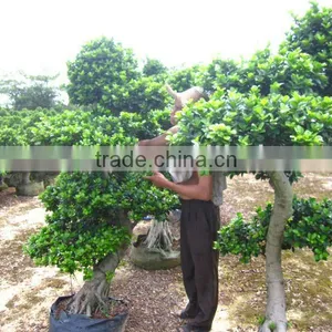 Ficus Microcarpa Grower and Exporter thumbnail-1