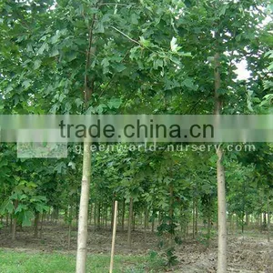 Liriodendron Tulipifera Decidous Trees thumbnail-1