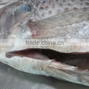Frozen Tilapia GS Whole Sale Price thumbnail-2