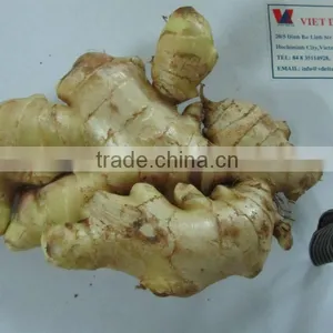 VIETNAM FRESH GINGER thumbnail-1