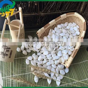 Snow White Pumpkin Seed in Shell thumbnail-3