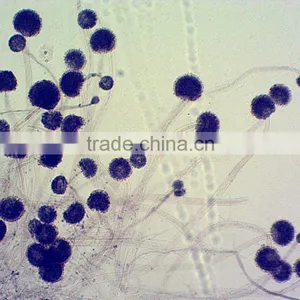 Histology Microscope Prepared Teaching Slides for Microscopes thumbnail-1