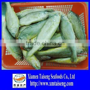 Frozen Yellow Croaker 100 to 200 Gram thumbnail-1