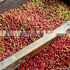 Adzuki Bean thumbnail-6