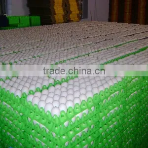 White Eggs Suppliers From India thumbnail-2