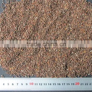 Brown Perilla Seeds Red Perilla thumbnail-4
