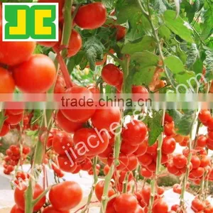 Pure Tomato Extract Lycopene Powder thumbnail-1