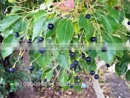 Camphor Oil thumbnail-1