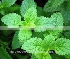 Peppermint Oil thumbnail-1