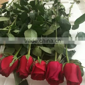 Natural Fresh Flower Fresh Rose From Kunming thumbnail-1