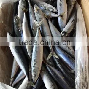 EEC,HACCP Certification and Whole Part Frozen Mackerel Scomber Scombrus thumbnail-4