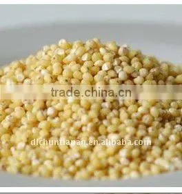 Big Yellow Millet Sticky/glutinous thumbnail-1