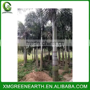 Wodyetia Bifurcata - Foxtail Palm (6) thumbnail-3