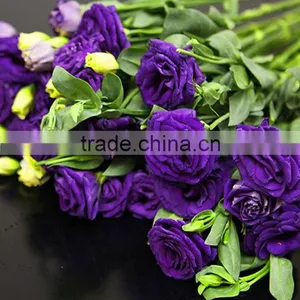 Top Grade Hot Selling Fresh Cut Flower Eustoma Wholesale thumbnail-3