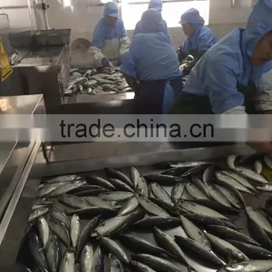 Canned Mackerel Manufacturers thumbnail-5