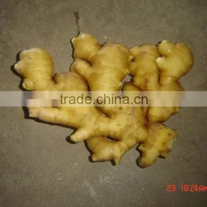 Yellow Ginger for Sale thumbnail-1