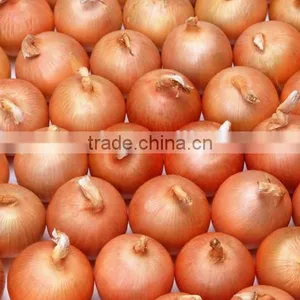 Engineers Available to Service Machinery Overseas After-sales Service Provided and Stripper Type Onion Peeling Machine thumbnail-6
