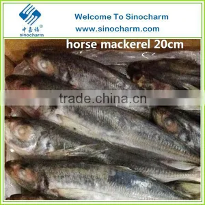 IQF Whole Round Horse Mackerel thumbnail-1