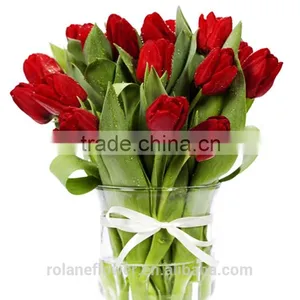 Supply Beautiful Fresh Cut Red Color Tulip Bulb thumbnail-5