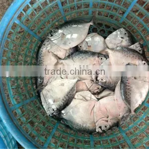 Moon Fish Size 100-150g/pcs thumbnail-1