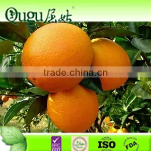 2016 China Fresh Juicy Sweet Citrus thumbnail-1