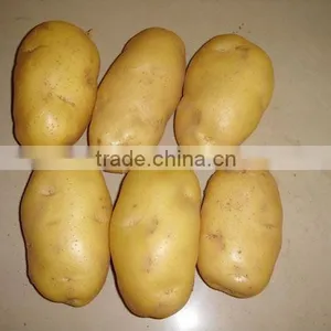 Elongated Potato thumbnail-1