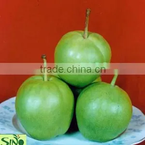 su Pear thumbnail-1