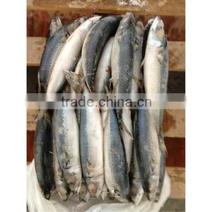 Whole Round Pacific Mackerel in Stock thumbnail-1