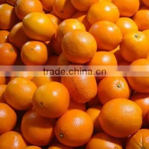 Chinese Fresh Orange thumbnail-1