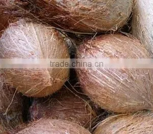 Mature Coconut Supplier thumbnail-1