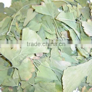 Ginkgo Biloba Leaves 50KGS/BALE thumbnail-1