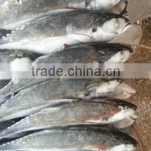Seafood Trade Jack Mackerel Fish thumbnail-1