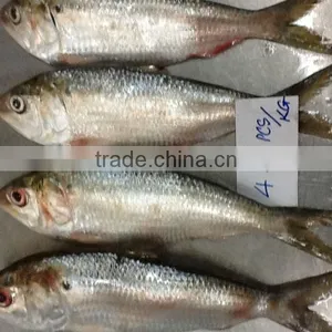 FROZEN SARDINE FISH thumbnail-1