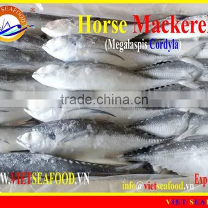 FROZEN W/R HORSE MACKEREL thumbnail-1