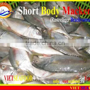 FROZEN SHORT BODY MACKEREL WHOLE ROUND thumbnail-1