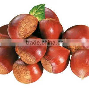 Organic Fresh Chestnuts at Cheap Price thumbnail-1