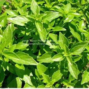Factory Supply Basil Oil Body Skin Care Basil Essential Oil thumbnail-3