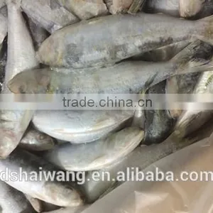 Land Frozen Whole Sardine From China thumbnail-4