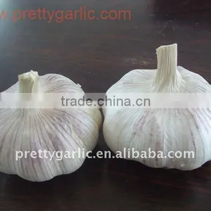 Chinese Fresh Normal White Garlic thumbnail-1