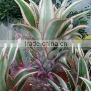 Top Quality Eucomis Comosa Fresh Cut Flowers for Mother's Day thumbnail-1