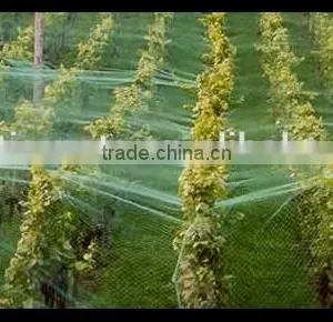 Stretched Plastic Fruit | Tree Protect Antibird Nets thumbnail-2